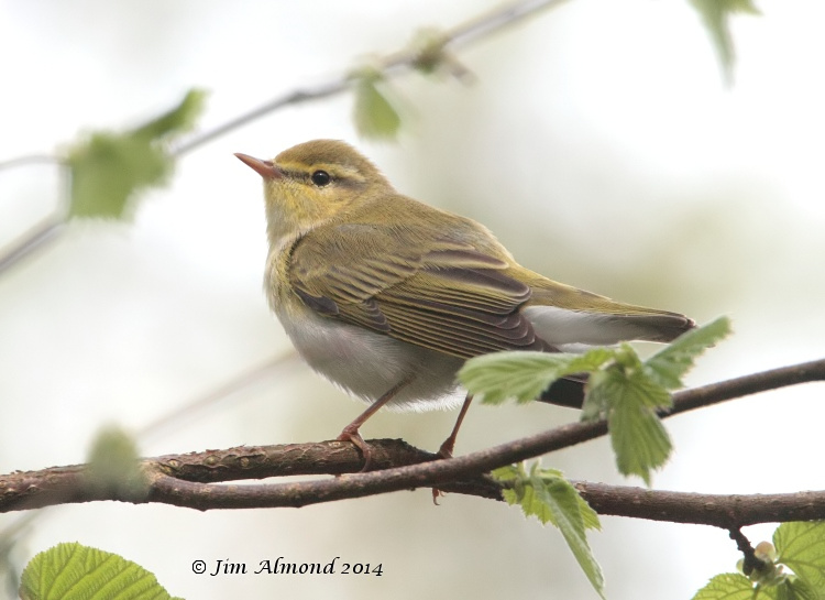 Wood Warbler rear on Clunton Coppice 30 4 14  IMG_5461
